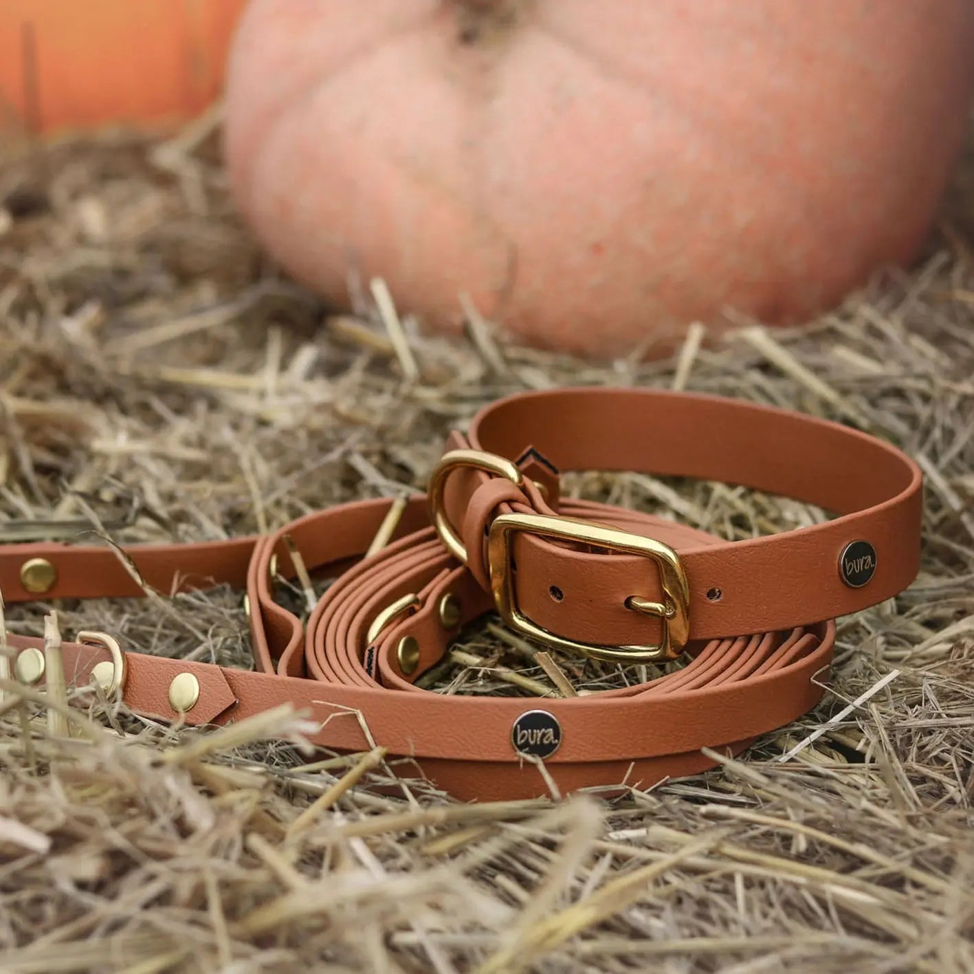 Obroża na sprzączkę dla psa, jasny brąz / dog on the ROCK BURA