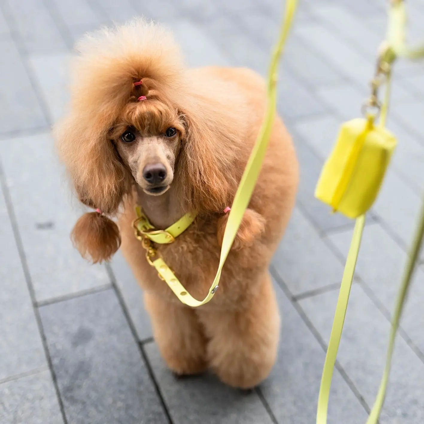 Obroża na sprzączkę dla psa, pastelowy żółty / PUP'S Paradise BURA