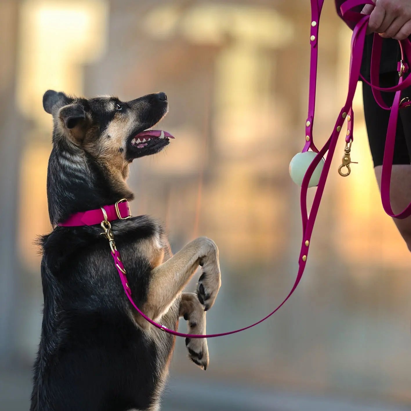 Obroża na sprzączkę dla psa, magenta / Pup Fiction BURA