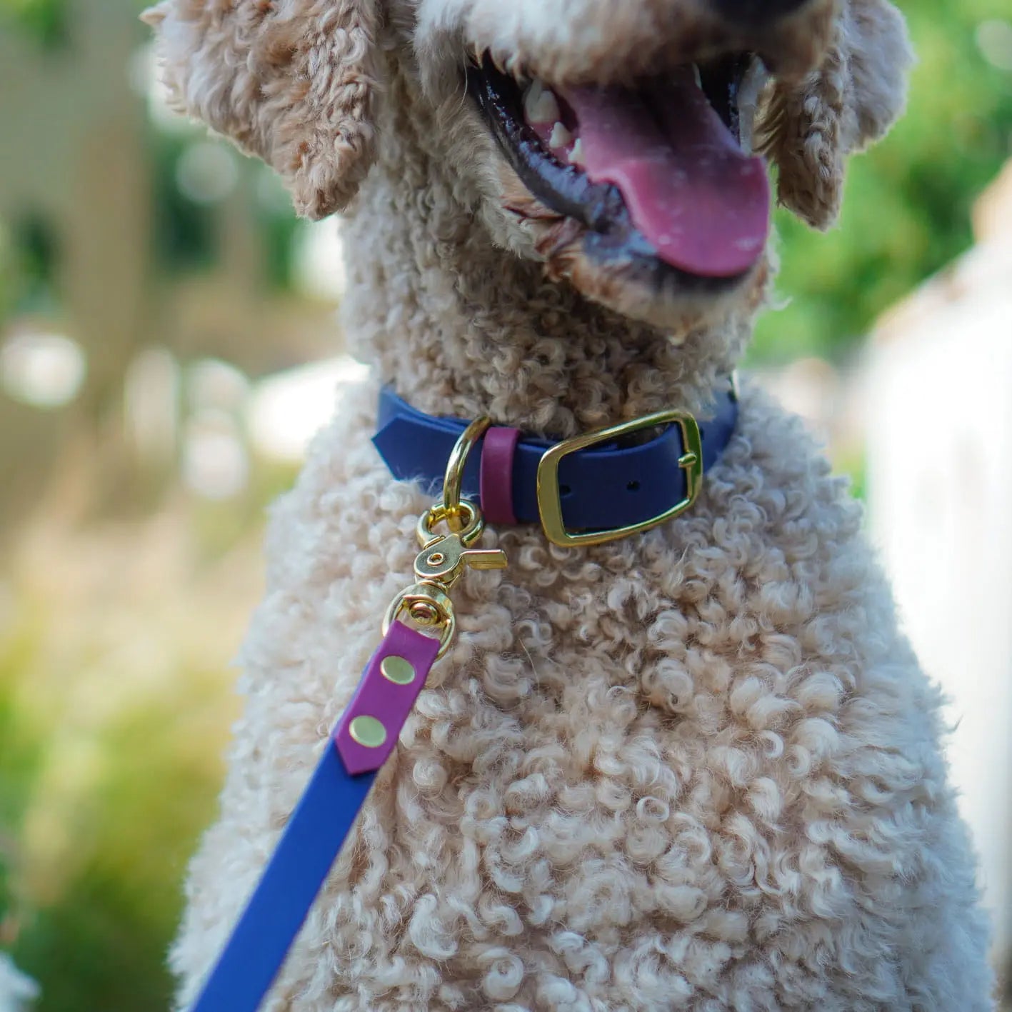 Obroża na sprzączkę dla psa, granatowo-bordowy / Bura Szmula BURA