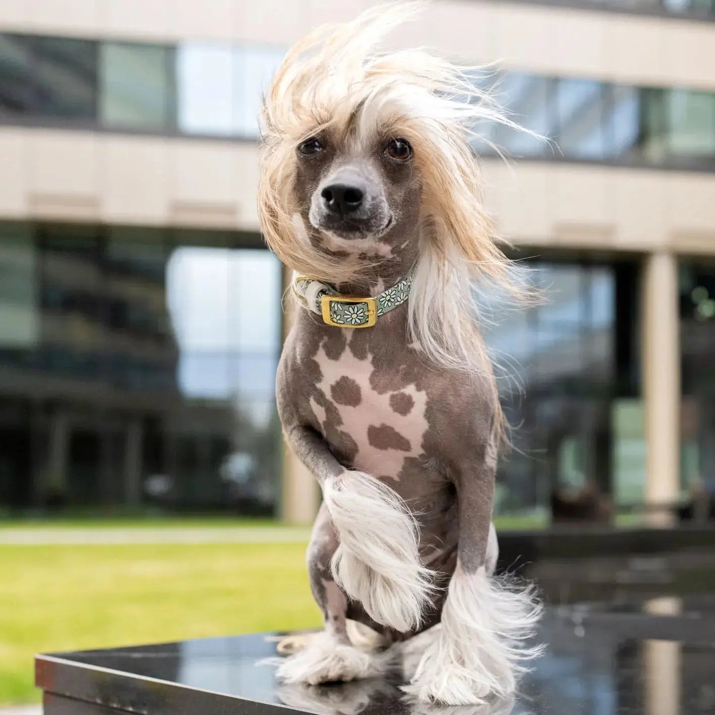 Obroża na sprzączkę dla psa, Stokrotki / szałwiowy BURA