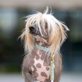 Załaduj obraz do przeglądarki galerii, Obroża na sprzączkę dla psa, Stokrotki / szałwiowy BURA