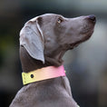 Załaduj obraz do przeglądarki galerii, Szeroka obroża na sprzączkę, Pink Malibu BURA