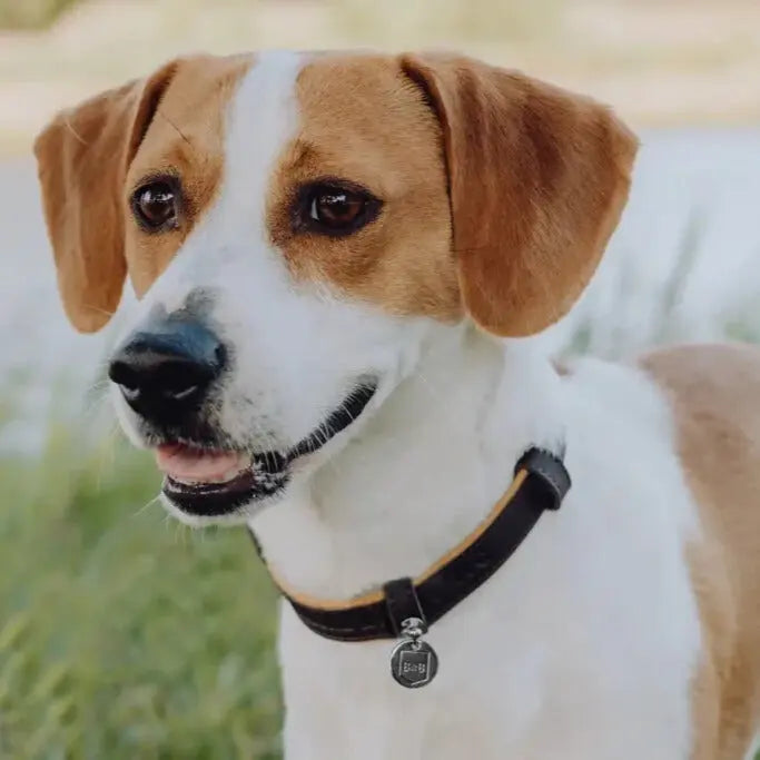 Obroża dla psa MONACO czekoladowa Bowl & Bone