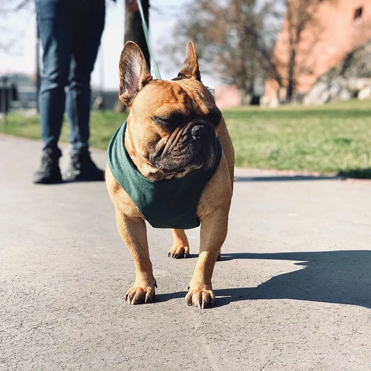 Szelki dla psa EASY WALK beżowe DOGIDIGI