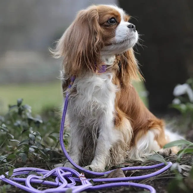 Smycz miejska linowa Lilac Purple Co collar