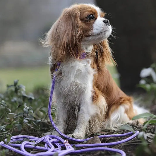 Smycz miejska linowa Lilac Purple Co collar