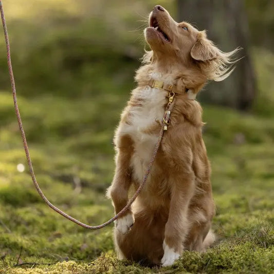Obroża na klamrę BioThane Almond Beige Co Collar