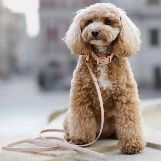Obroża na sprzączkę BioThane Almond Beige Co Collar