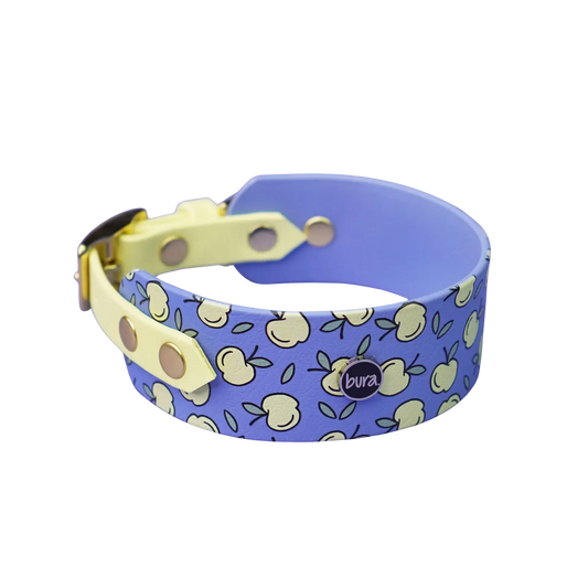 Obroża dla Charta na sprzączkę, Jabłuszka / niebiesko-lawendowy BURA