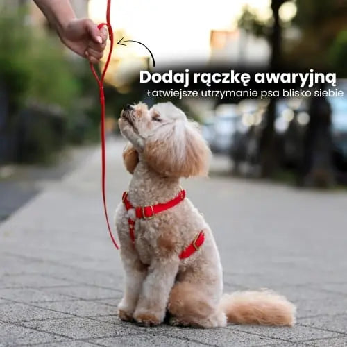 Smycz HEXA Berry Red Co Collar