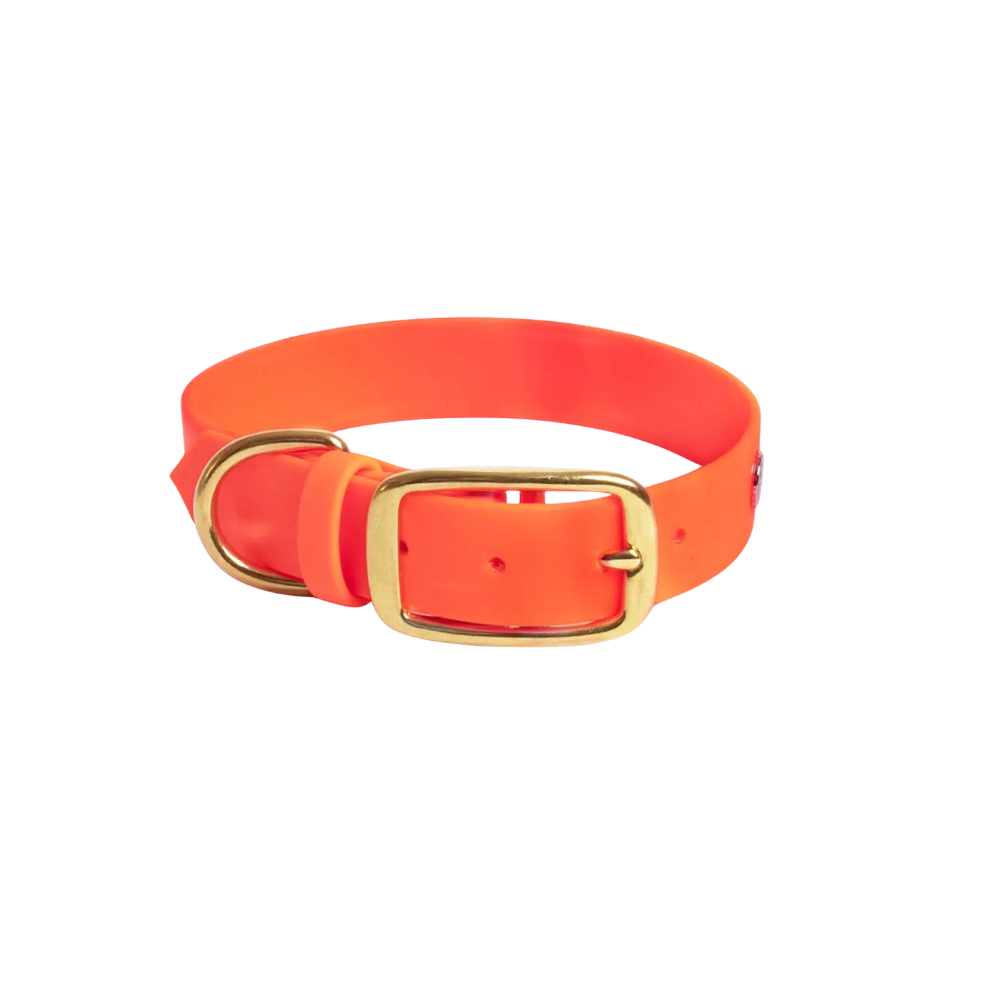 Obroża na sprzączkę dla psa, pomarańcz / doggie COOL BURA