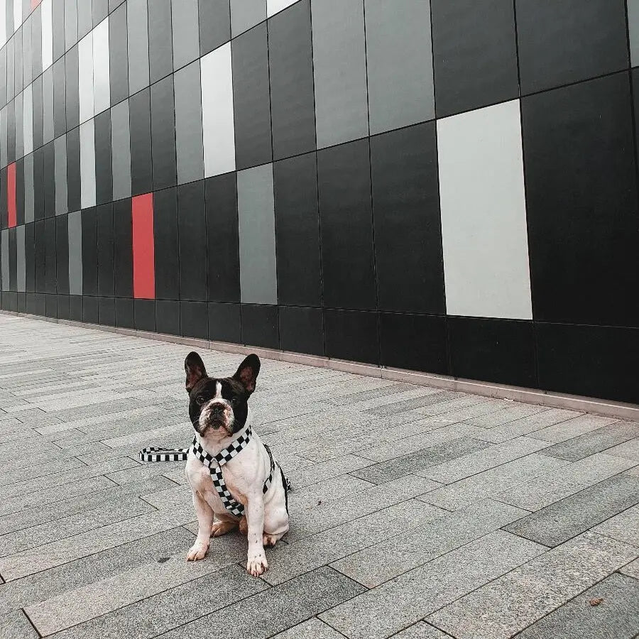 Szelki GUARD BLACK&WHITE DOGIDIGI