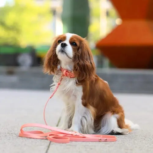 Smycz BioThane Pearl Pink Co Collar