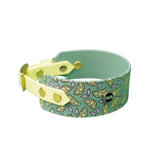 Obroża dla Charta na sprzączkę, Cytrynki / szałwiowy BURA
