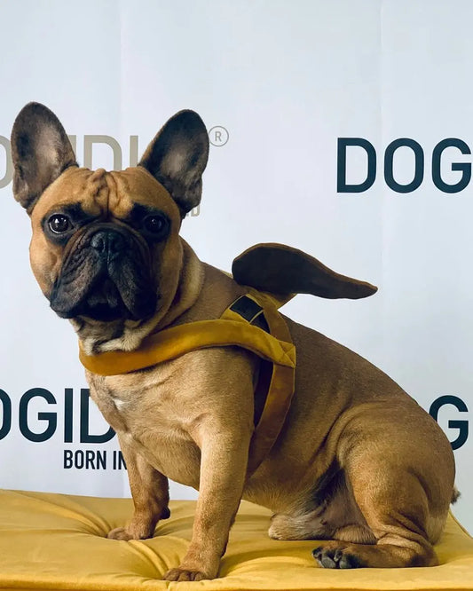 Szelki dla psa Angel DOGIDIGI