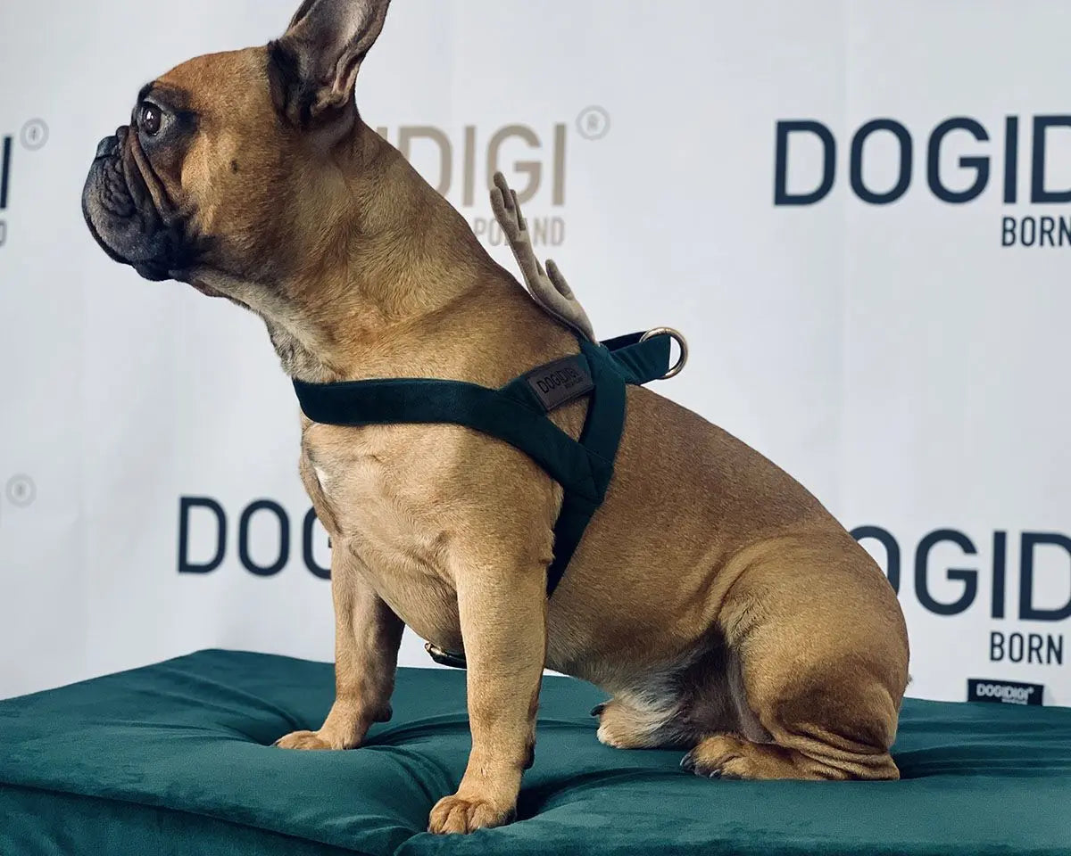 Szelki dla psa Pomocnik Mikołaja DOGIDIGI