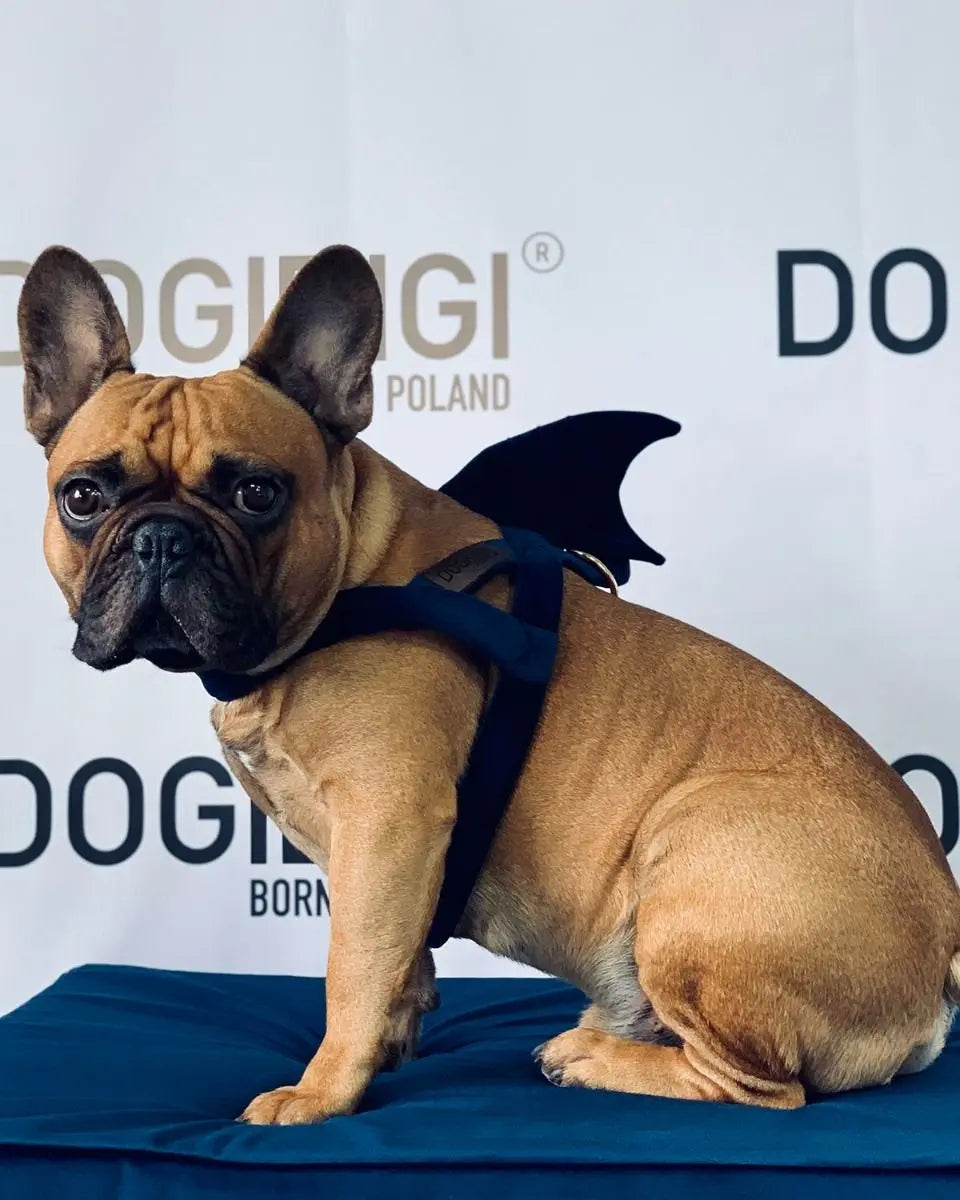 Szelki dla psa Shark DOGIDIGI