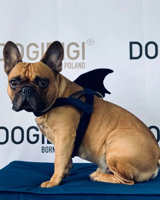 Szelki dla psa Shark DOGIDIGI