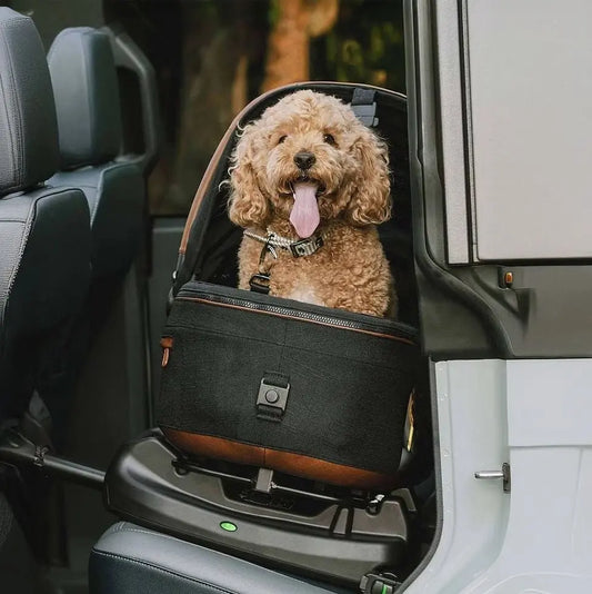 Fotelik samochodowy dla pupila - fanaberia czy konieczność? - PAW DESIGN