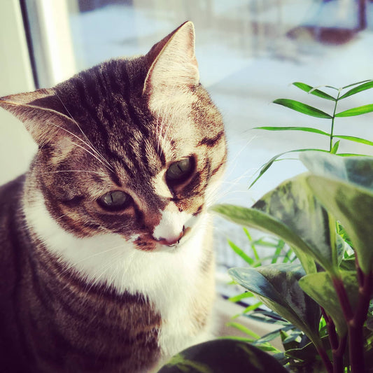 Dlaczego tanie zakupy z Temu i Shein mogą być groźne — i co to oznacza dla Twojego pupila?