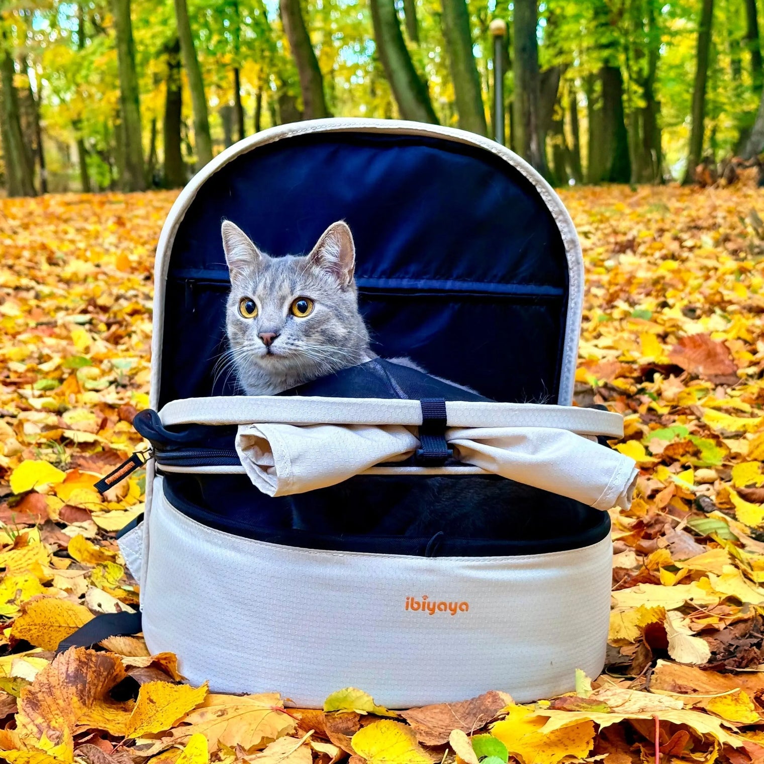 Pierwszy jesienny spacer z kotem – jak Mimi odkrywa świat dzięki plecakowi Panorama - PAW DESIGN