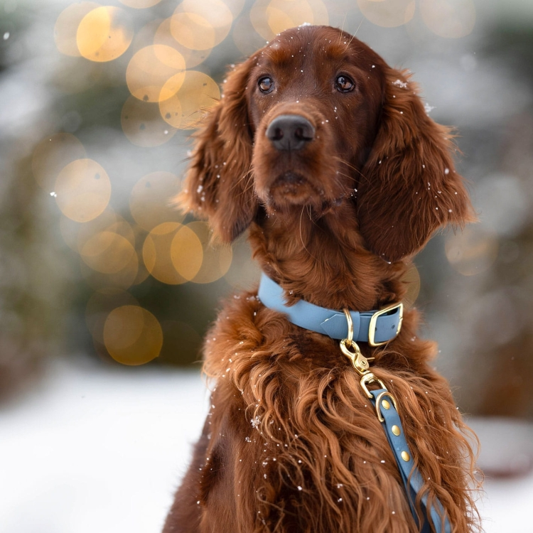 Święta z pupilem – na co uważać i czym bezpiecznie poczęstować psa lub kota?