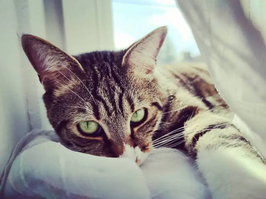 Czy kot naprawdę śpi 16 godzin dziennie? Fakty o kocim rytmie dobowym. - PAW DESIGN