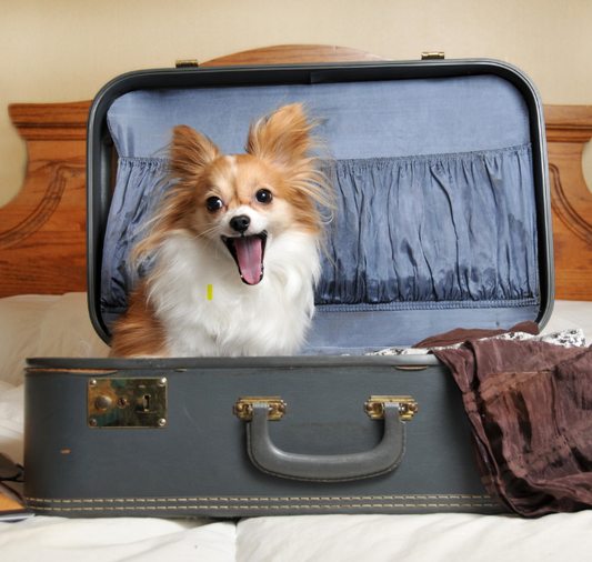 Jak przygotować zwierzaka do podróży świątecznej?