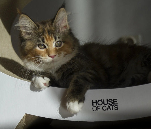 Drapaki dla kotów – Dlaczego są niezbędne dla zdrowia i dobrostanu Twojego pupila?