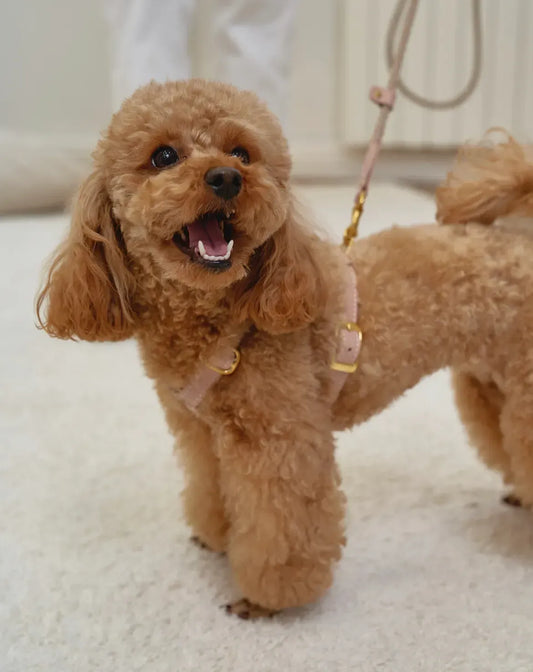 Pudel: Inteligencja ukryta w lokach. Wszystko, co musisz wiedzieć o tej rasie