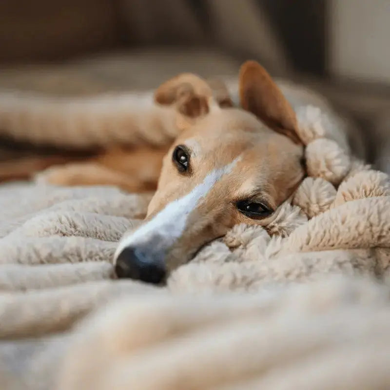 Muzykoterapia dla Psa: Jakie Dźwięki Najlepiej Redukują Stres? - PAW DESIGN