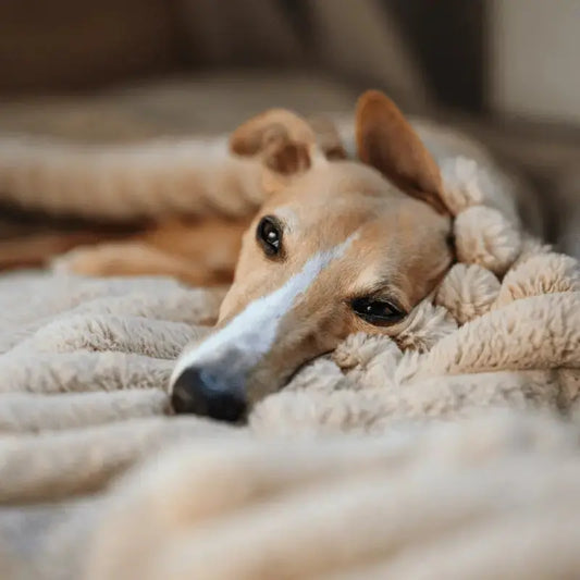 Muzykoterapia dla Psa: Jakie Dźwięki Najlepiej Redukują Stres? - PAW DESIGN