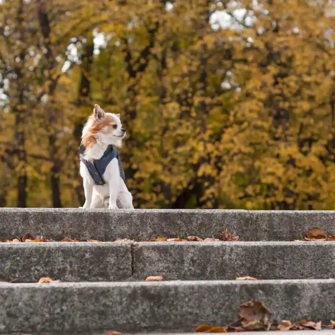 Kurteczka dla psa SPIRIT szara Bowl & Bone