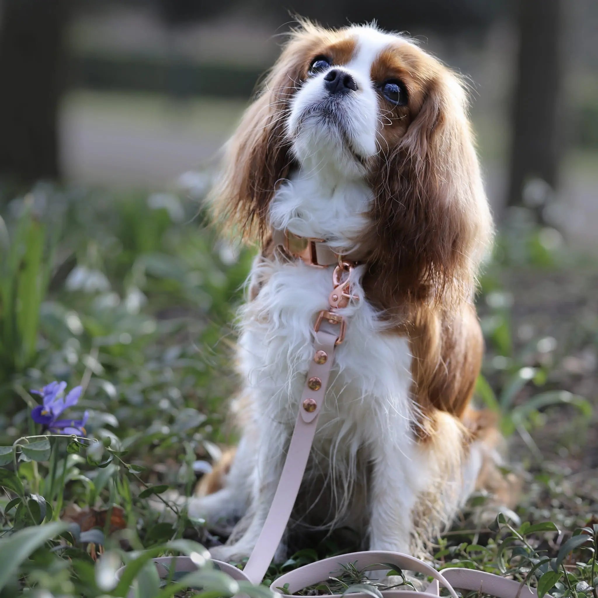 Smycz BioThane Almond Beige Co Collar
