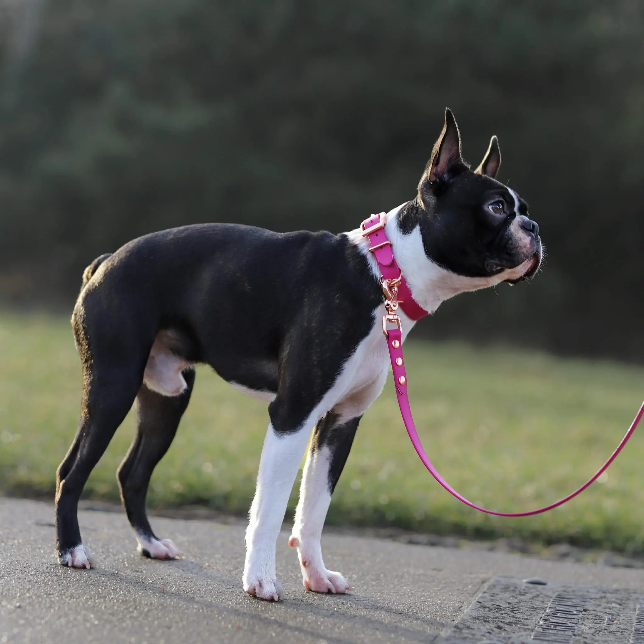 Smycz BioThane Magenta Pink Co Collar