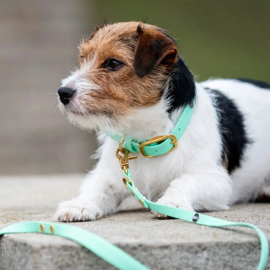 Smycz przepinana multifunkcyjna z Biothane dla psa, miętowy / psia miętka BURA