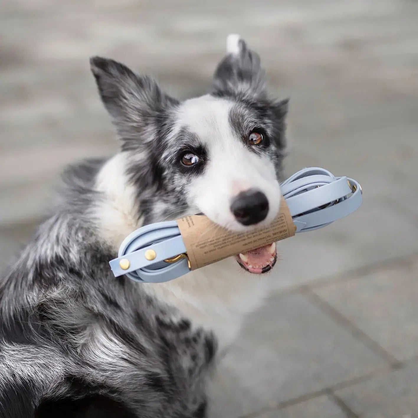 Smycz przepinana multifunkcyjna z Biothane dla psa, pastelowy niebieski / PUPPY blue BURA