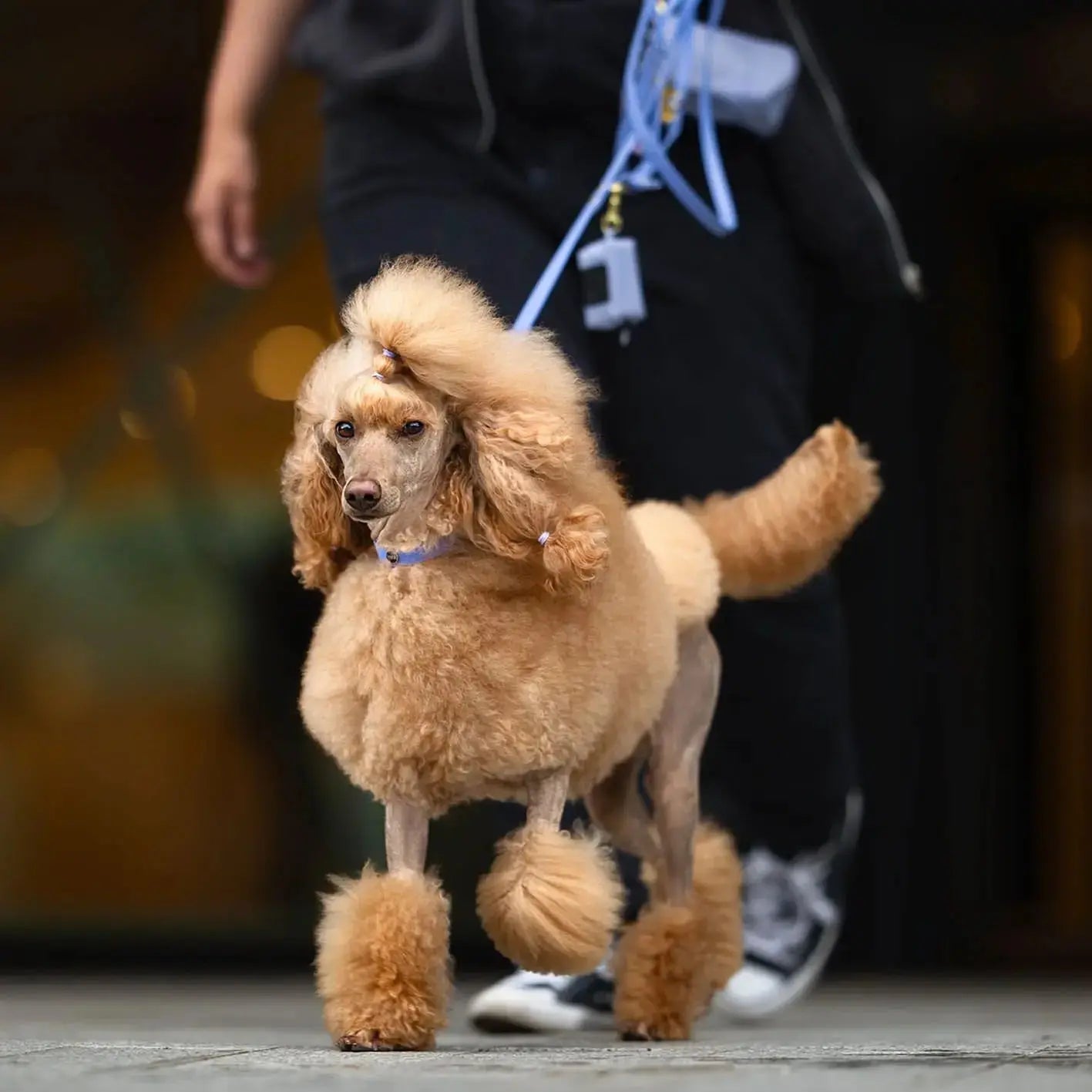 Smycz przepinana multifunkcyjna z Biothane dla psa, niebiesko-lawendowy / Magic Paws BURA