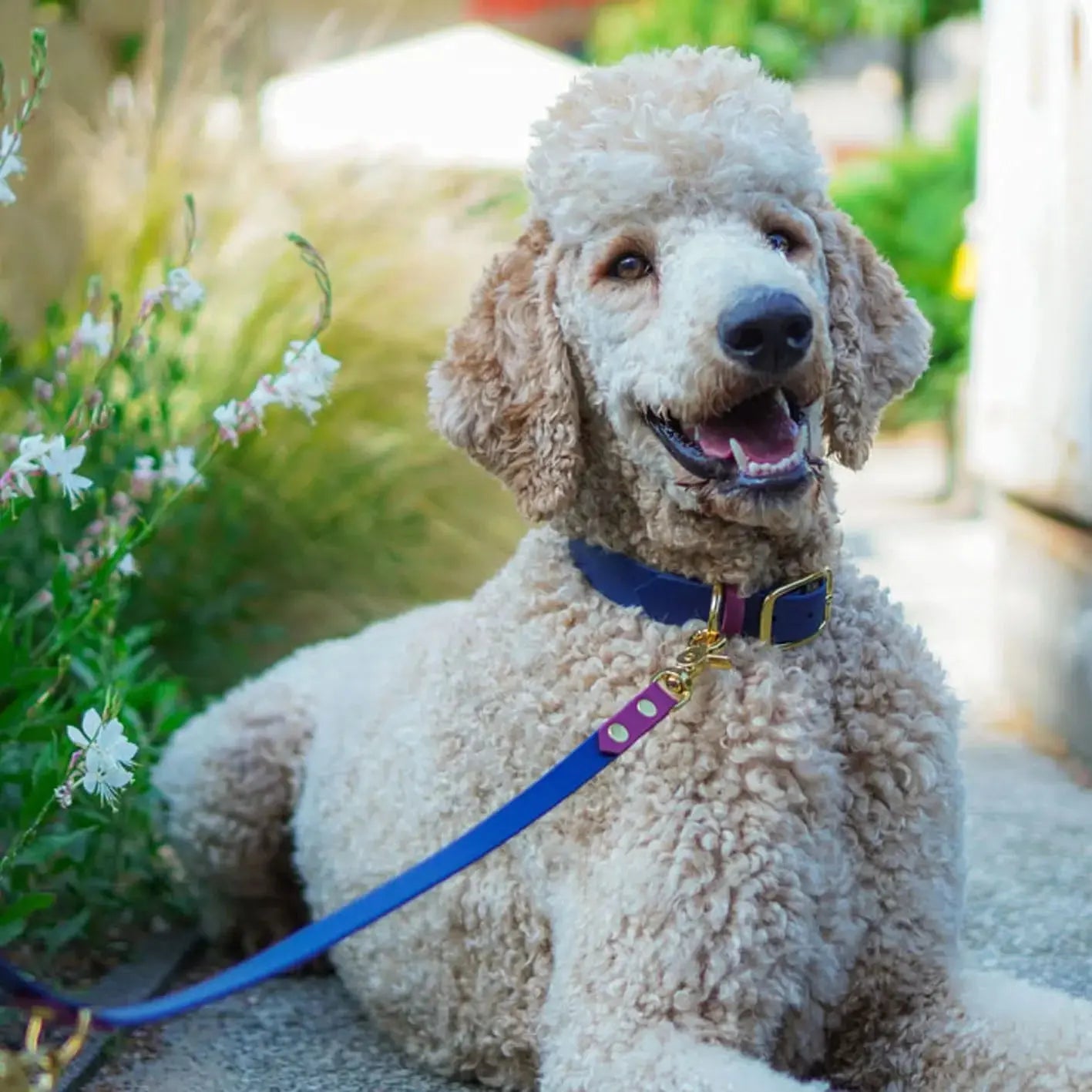 Smycz przepinana multifunkcyjna z Biothane dla psa, granatowo-bordowy / Bura Szmula BURA