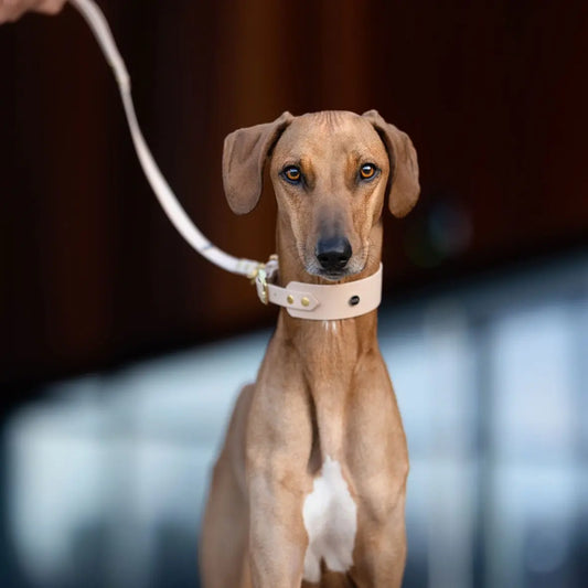 Smycz miejska z Biothane dla psa, pudrowy / PUP&cake BURA