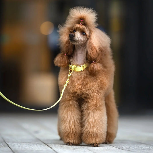 Smycz miejska z Biothane dla psa, pastelowy żółty / PUP'S Paradise BURA