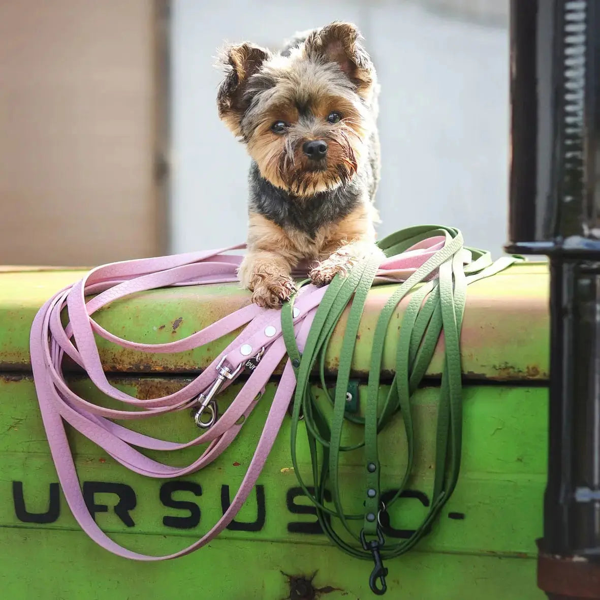Linka treningowa dla psa z taśmy HEXA, liliowy BURA