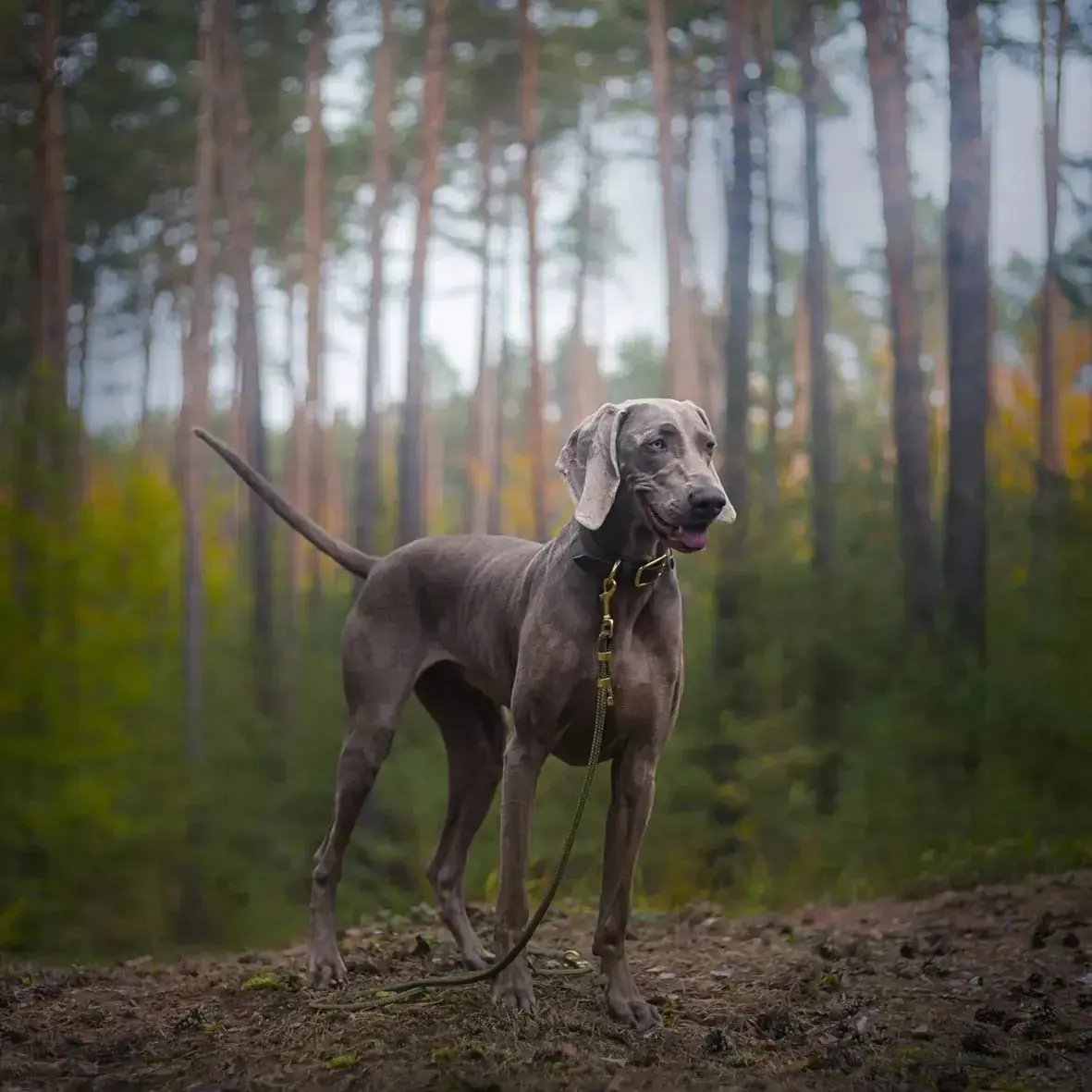 Smycz przepinana linowa dla psa, militarna zieleń /  WATAHA BURA