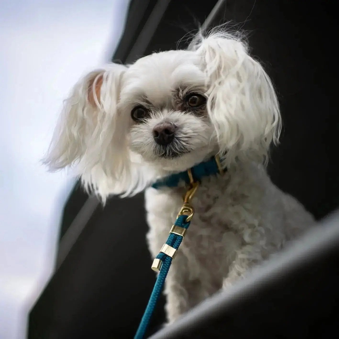 Smycz przepinana linowa dla psa, turkus / wilk MORSKI BURA