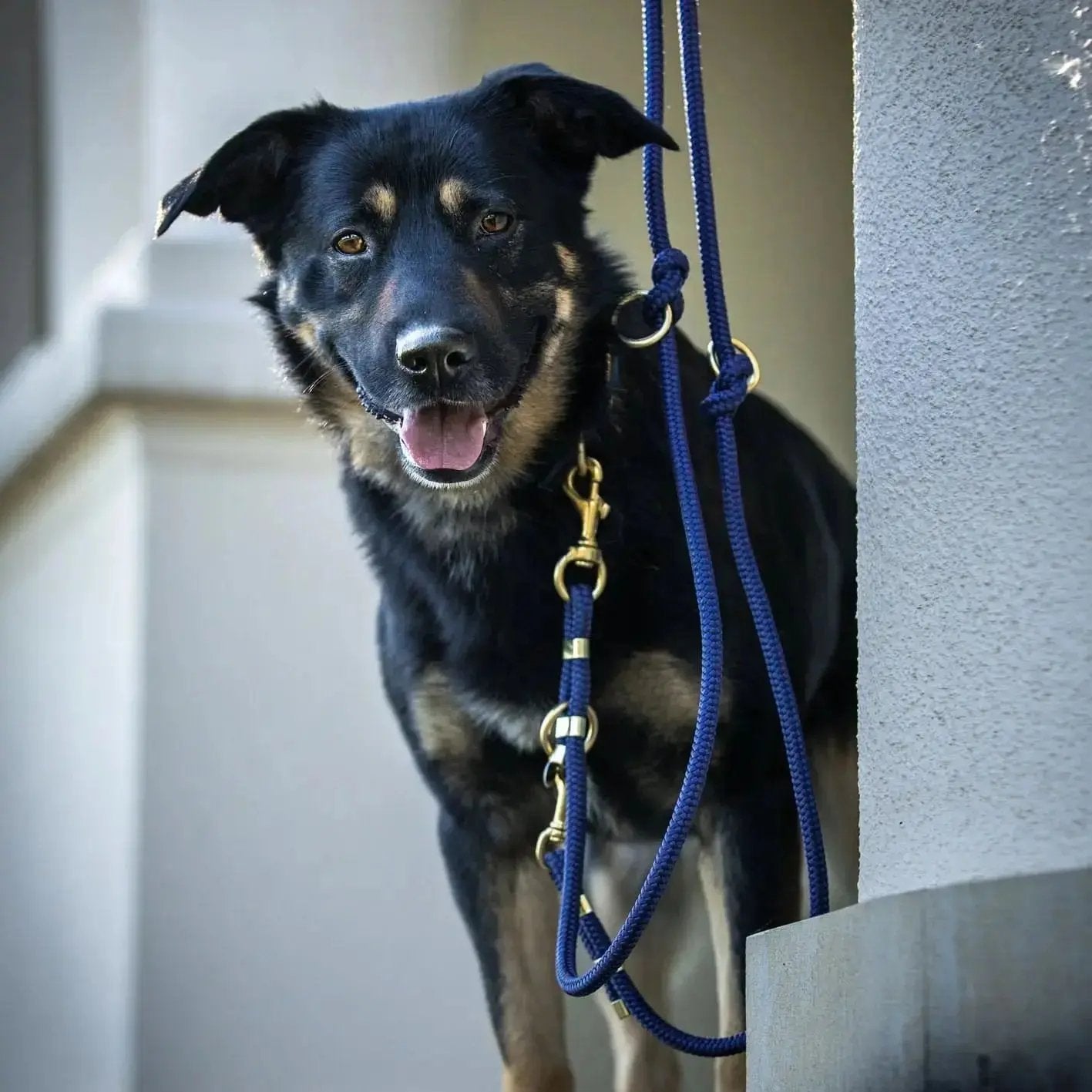 Smycz przepinana linowa dla psa, granat / Royal dog BURA