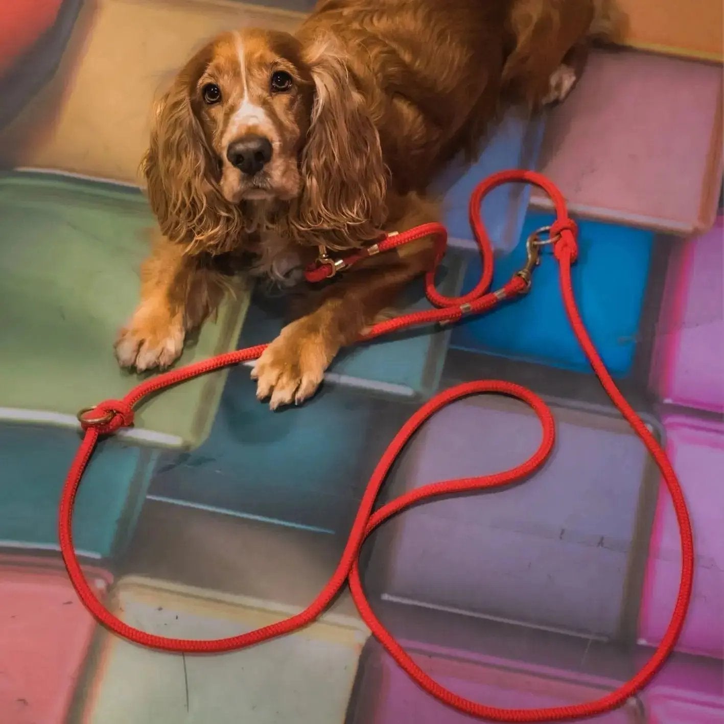 Smycz przepinana linowa dla psa, czerwony / hot DOG BURA