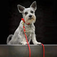 Załaduj obraz do przeglądarki galerii, Smycz przepinana linowa dla psa, czerwony / hot DOG BURA
