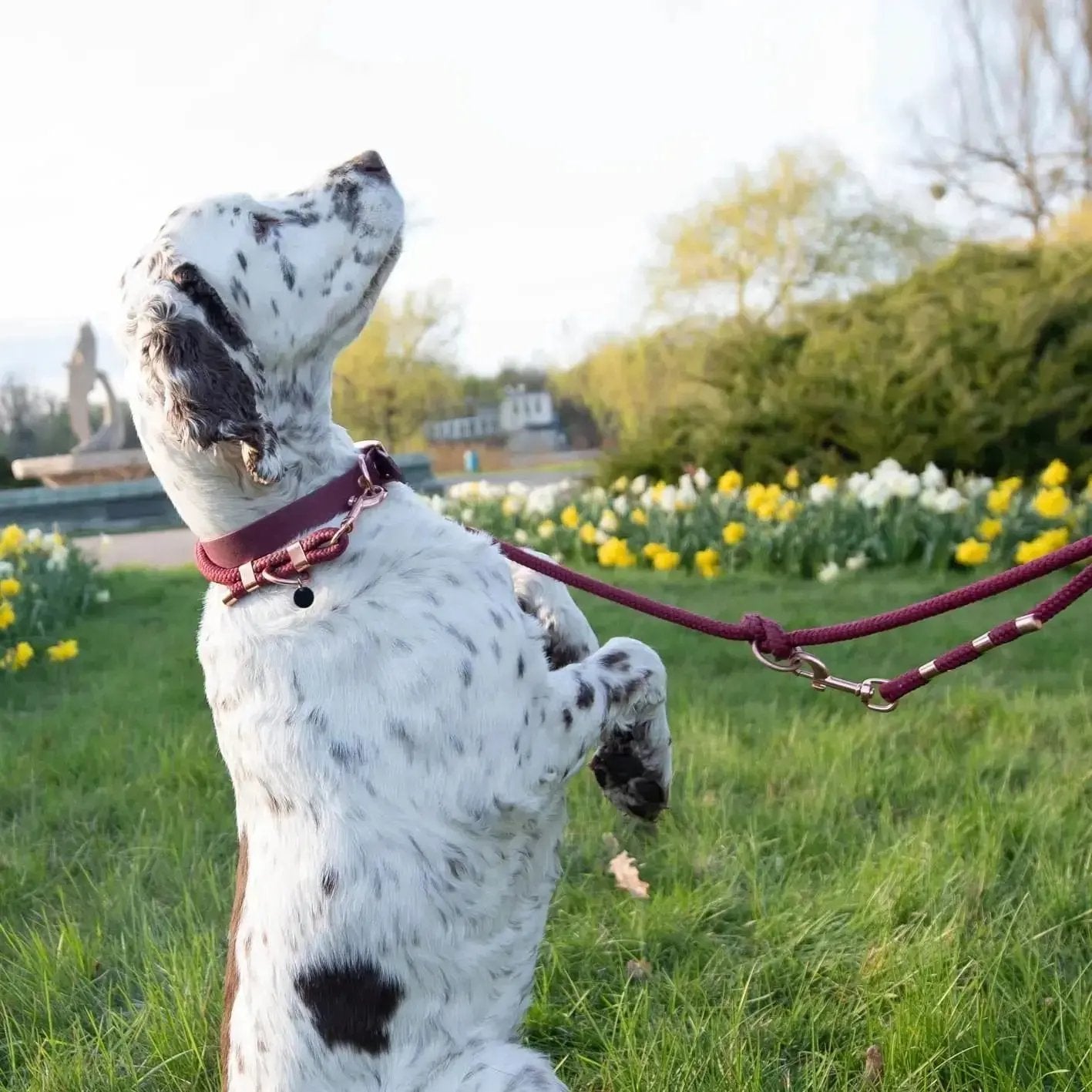 Smycz przepinana linowa dla psa, bordo / HAU... hot in here BURA