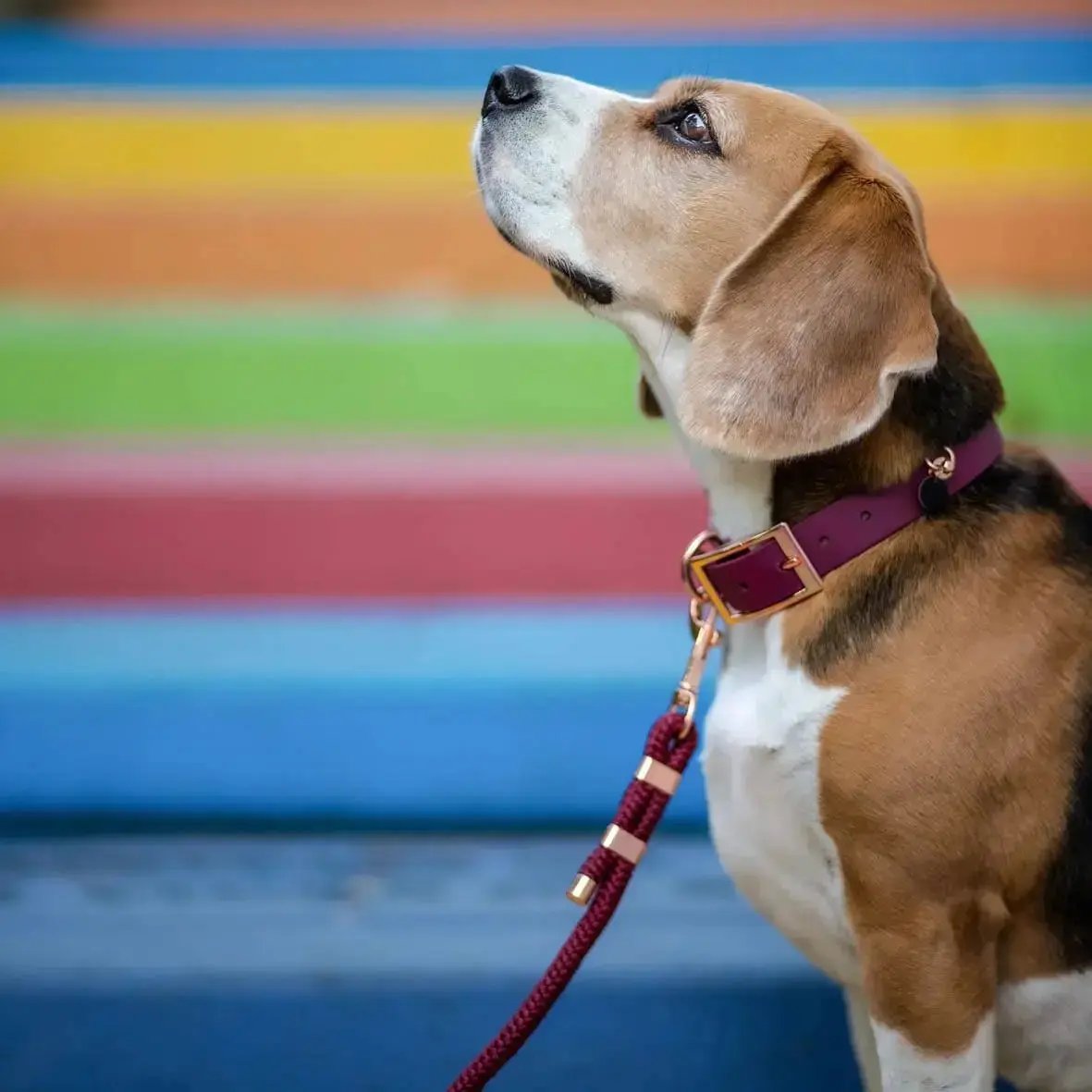 Smycz przepinana linowa dla psa, bordo / HAU... hot in here BURA